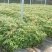 闵楠袋苗一年生闵楠杯苗两年生闵楠杯苗闵楠树苗基地供