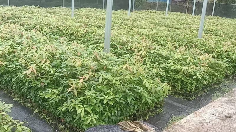 闵楠袋苗一年生闵楠杯苗两年生闵楠杯苗闵楠树苗基地供