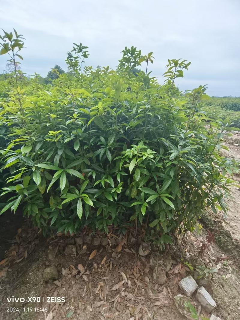 闵楠袋苗一年生闵楠杯苗两年生闵楠杯苗闵楠树苗基地供