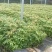 闵楠袋苗一年生闵楠杯苗两年生闵楠杯苗闵楠树苗基地供