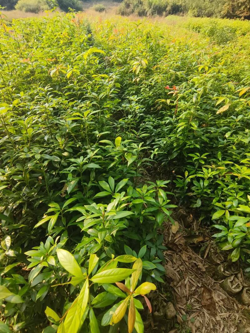 闵楠袋苗一年生闵楠杯苗两年生闵楠杯苗闵楠树苗基地供