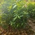 闵楠袋苗一年生闵楠杯苗两年生闵楠杯苗闵楠树苗基地供