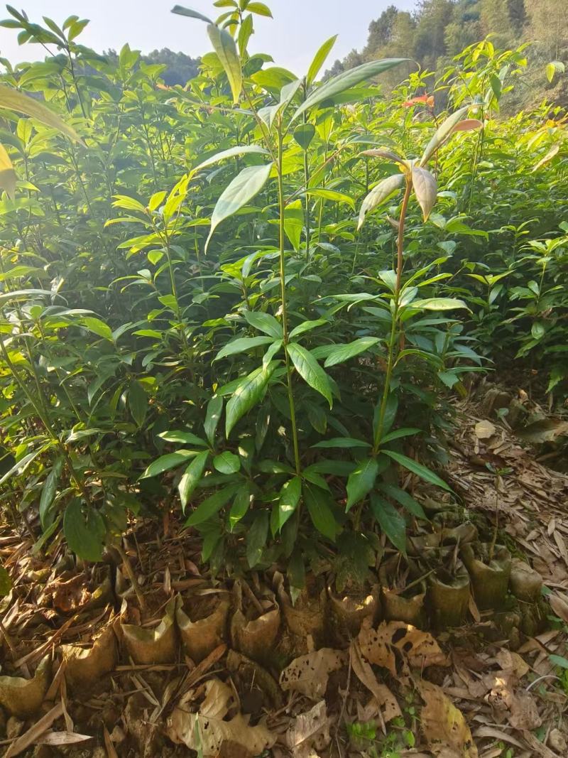 闵楠袋苗一年生闵楠杯苗两年生闵楠杯苗闵楠树苗基地供