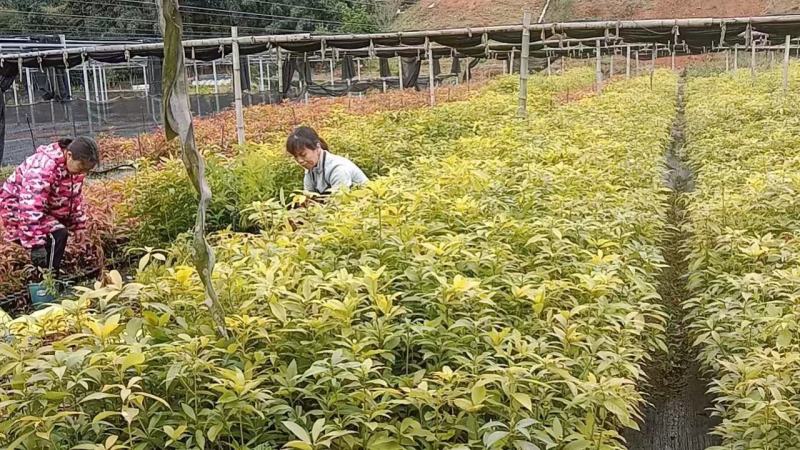 闵楠袋苗一年生闵楠杯苗两年生闵楠杯苗闵楠树苗基地供