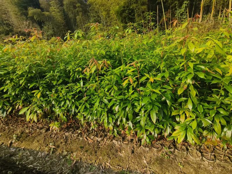 闵楠袋苗一年生闵楠杯苗两年生闵楠杯苗闵楠树苗基地供