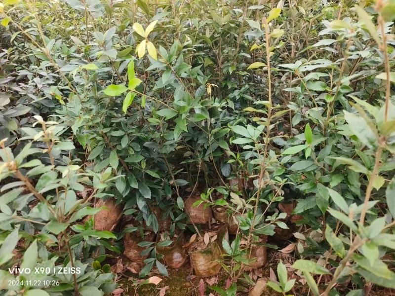 赤皮青冈袋苗两年生赤皮青冈袋苗红椆袋苗基地供应赤皮