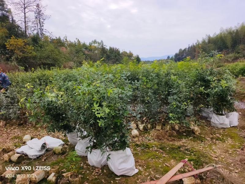 赤皮青冈袋苗两年生赤皮青冈袋苗红椆袋苗基地供应赤皮