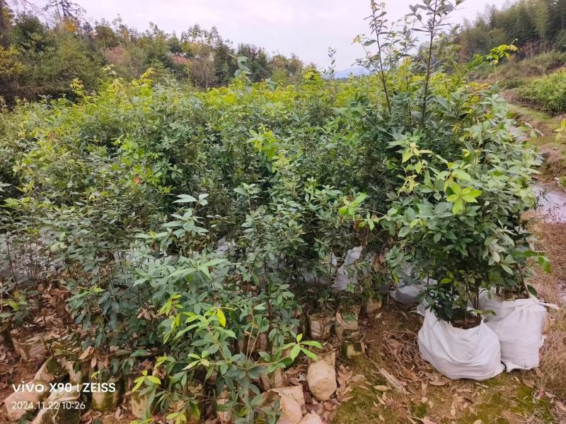赤皮青冈袋苗两年生赤皮青冈袋苗红椆袋苗基地供应赤皮