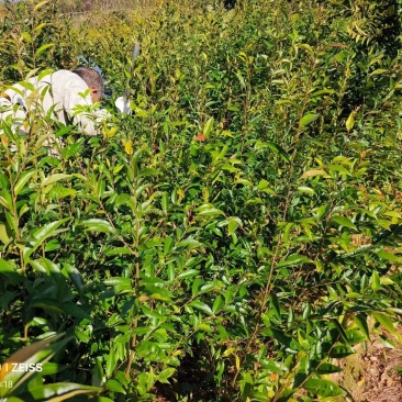红椎袋苗红椎杯苗两年生红椎袋苗基地供应红椎杯苗