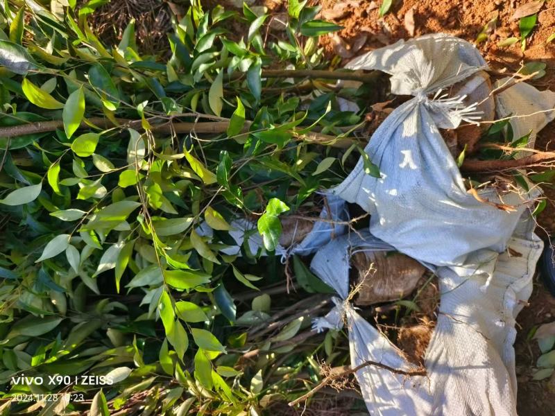 红椎袋苗红椎杯苗两年生红椎袋苗基地供应红椎杯苗