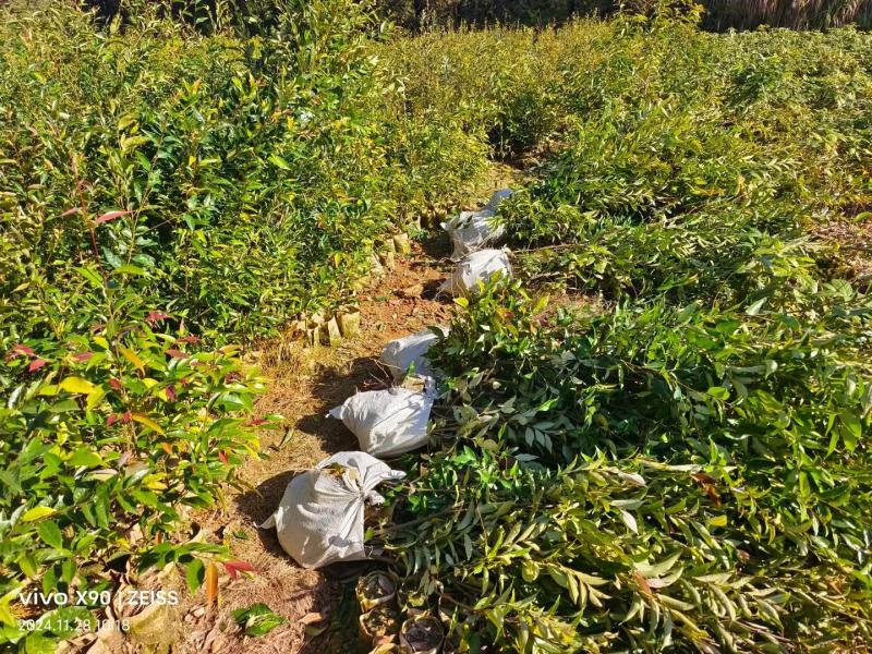 红椎袋苗红椎杯苗两年生红椎袋苗基地供应红椎杯苗