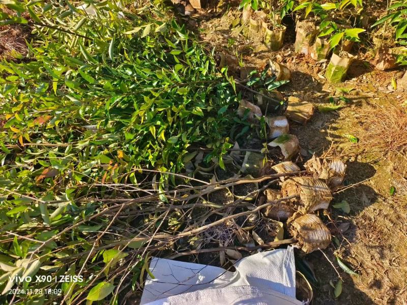 红椎袋苗红椎杯苗两年生红椎袋苗基地供应红椎杯苗