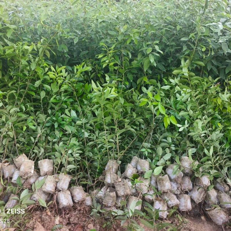 麻栎袋苗麻栎杯苗麻栎80高杯苗价格麻栎杯苗基地供应