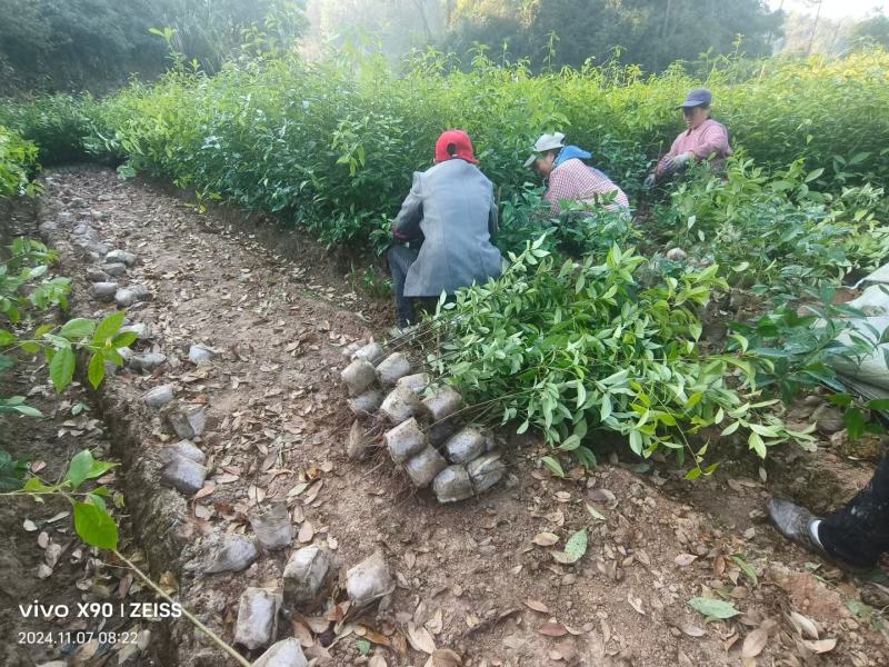麻栎袋苗麻栎杯苗麻栎80高杯苗价格麻栎杯苗基地供应