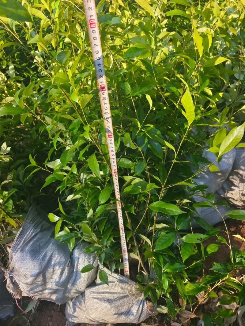 麻栎袋苗麻栎杯苗麻栎80高杯苗价格麻栎杯苗基地供应