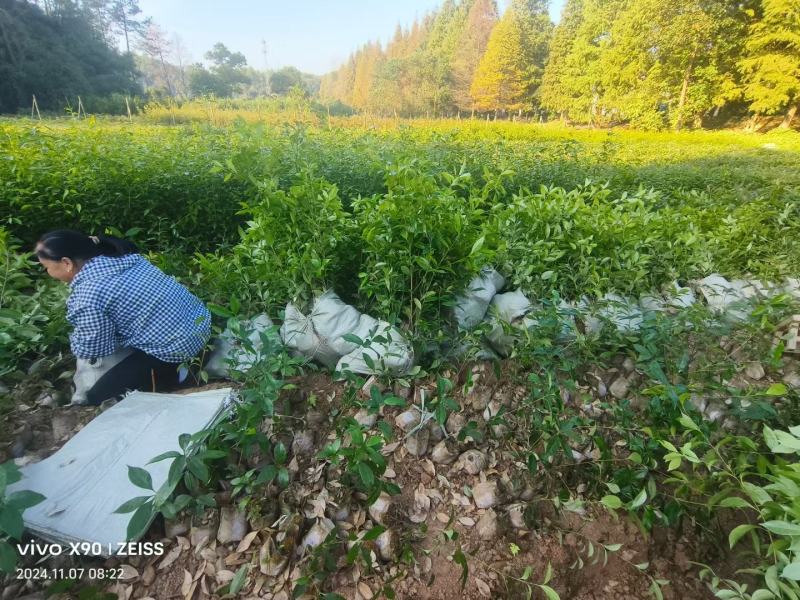 麻栎袋苗麻栎杯苗麻栎80高杯苗价格麻栎杯苗基地供应