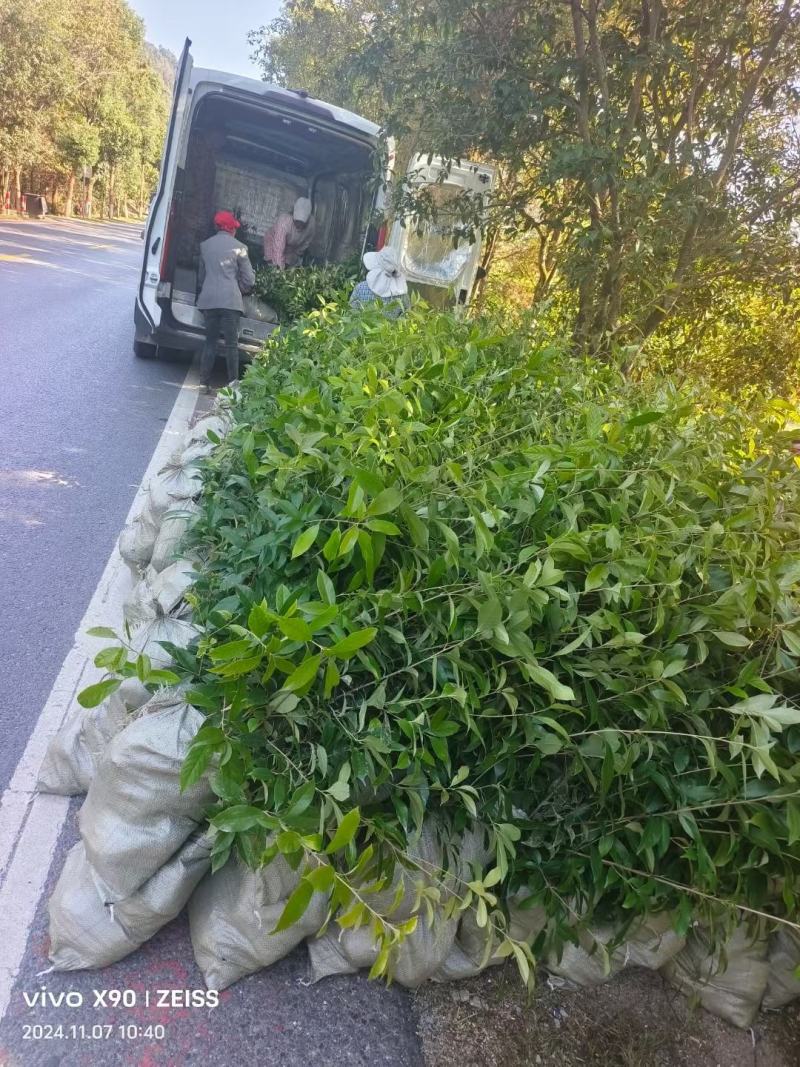 麻栎袋苗麻栎杯苗麻栎80高杯苗价格麻栎杯苗基地供应