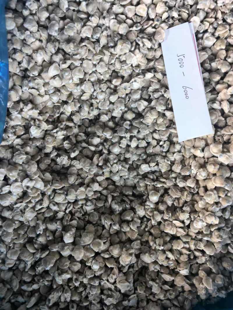 河蛤肉，西吉米肉，淡水蚬子肉，河蚬子肉，西吉米肉