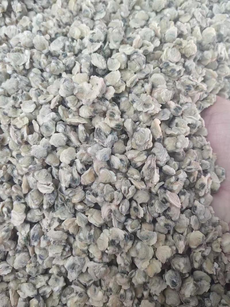 河蛤肉，西吉米肉，淡水蚬子肉，河蚬子肉，西吉米肉