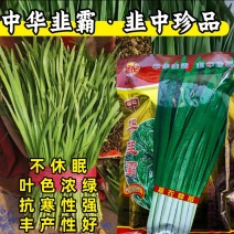 中华韭霸韭菜种子冬季不休眠耐寒宽叶黑绿叶白根韭菜种子籽孑