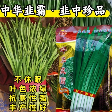 中华韭霸韭菜种子冬季不休眠耐寒宽叶黑绿叶白根韭菜种子籽孑