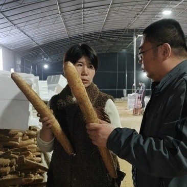 精品山药