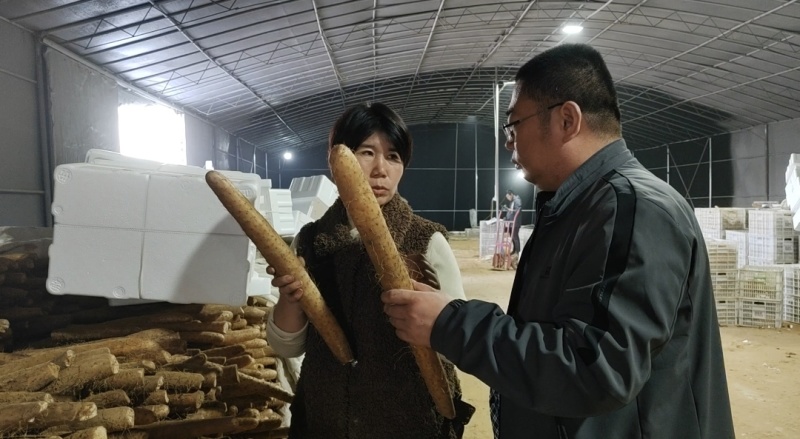 精品山药