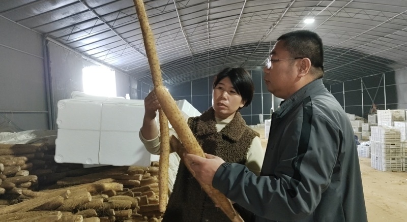 精品山药