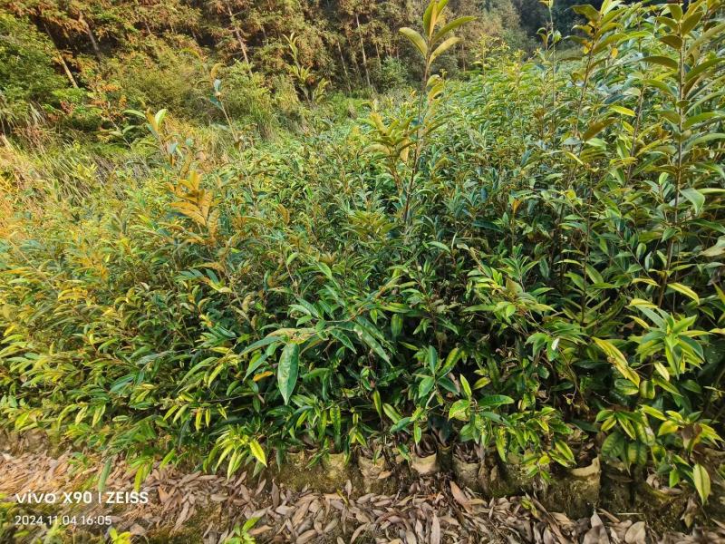 供应二年生丝栗栲袋苗丝栗栲杯苗一年生丝栗栲杯苗基地供
