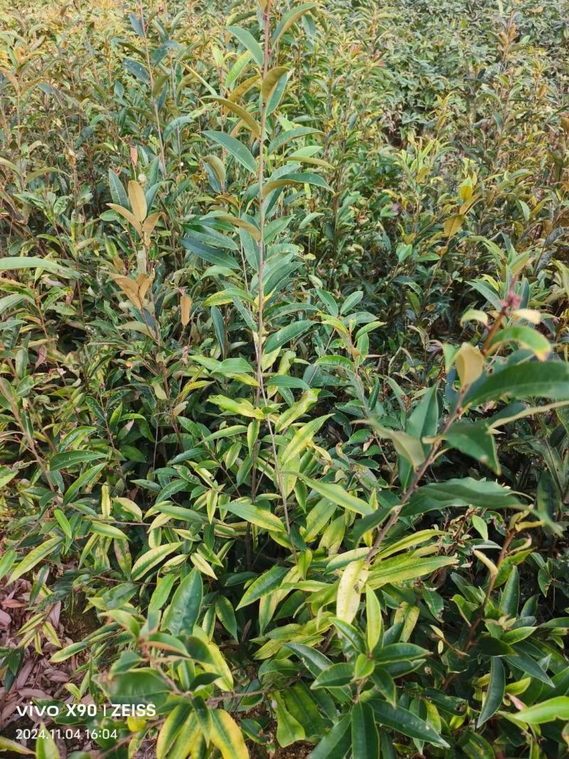 供应二年生丝栗栲袋苗丝栗栲杯苗一年生丝栗栲杯苗基地供