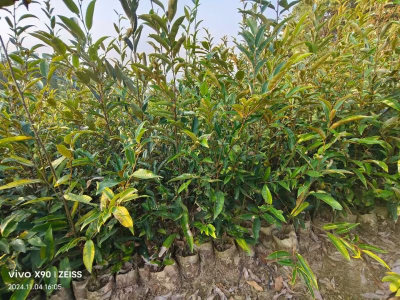 供应二年生丝栗栲袋苗丝栗栲杯苗一年生丝栗栲杯苗基地供