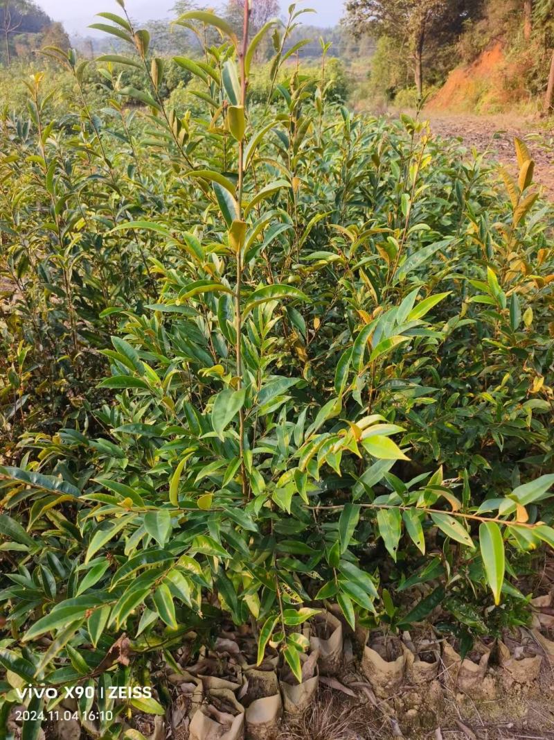 供应二年生丝栗栲袋苗丝栗栲杯苗一年生丝栗栲杯苗基地供