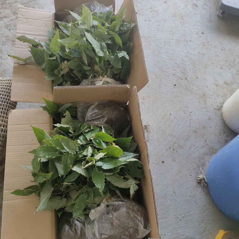 淫羊藿苗柔毛淫羊藿种苗优质柔毛品种甘肃陇南产地直发