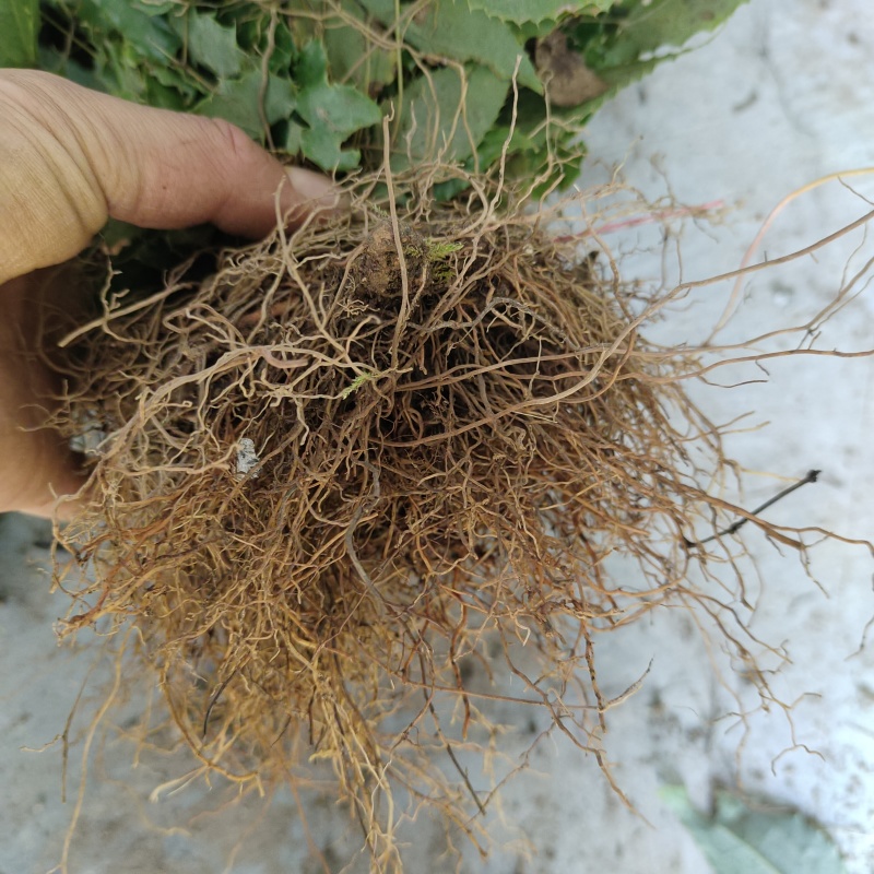淫羊藿苗柔毛淫羊藿种苗优质柔毛品种甘肃陇南产地直发