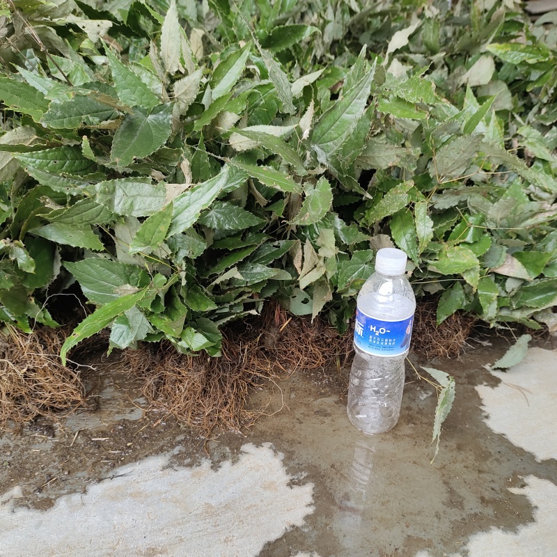 淫羊藿苗柔毛淫羊藿种苗优质柔毛品种甘肃陇南产地直发