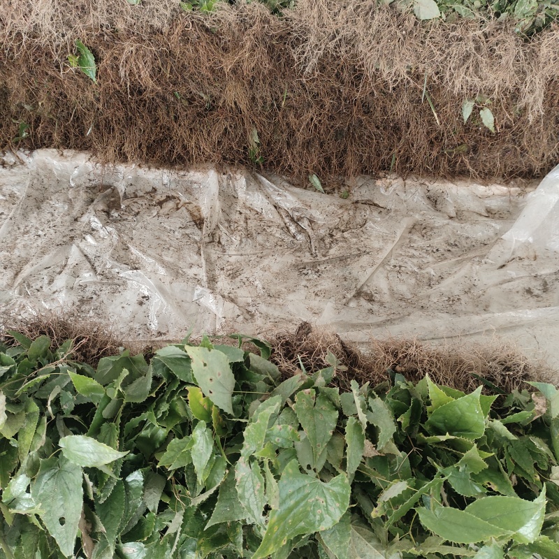 淫羊藿苗柔毛淫羊藿种苗优质柔毛品种甘肃陇南产地直发