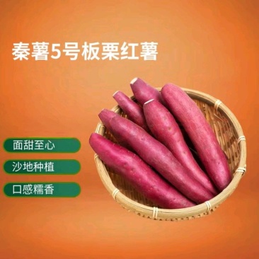 秦薯五号板栗红薯甘甜无丝大量有货板栗薯一手货源软糯