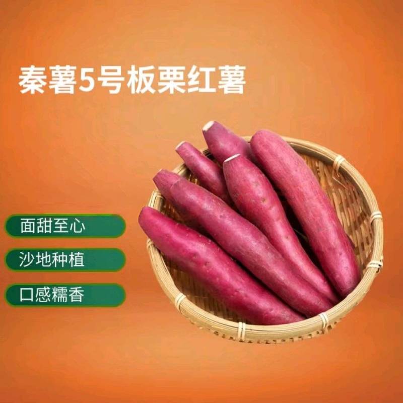 秦薯五号板栗红薯甘甜无丝大量有货板栗薯一手货源软糯