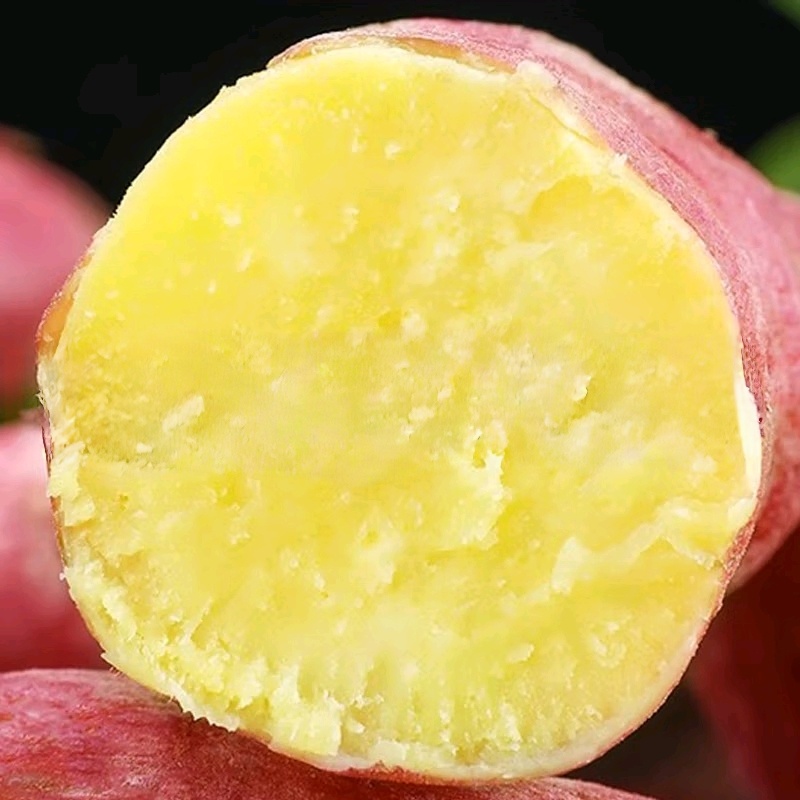 秦薯五号板栗红薯甘甜无丝大量有货板栗薯一手货源软糯