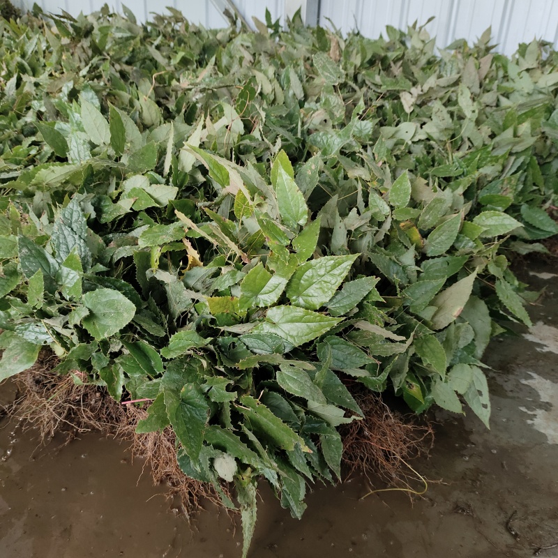 淫羊藿苗柔毛淫羊藿种苗优质柔毛品种甘肃陇南产地直发