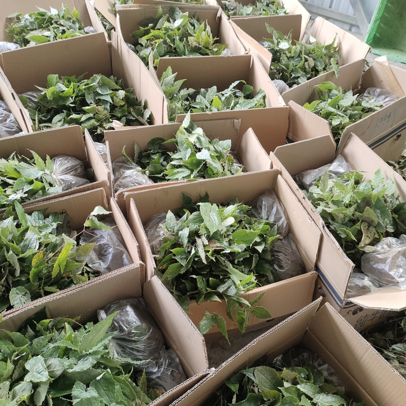 淫羊藿苗柔毛淫羊藿种苗优质柔毛品种甘肃陇南产地直发