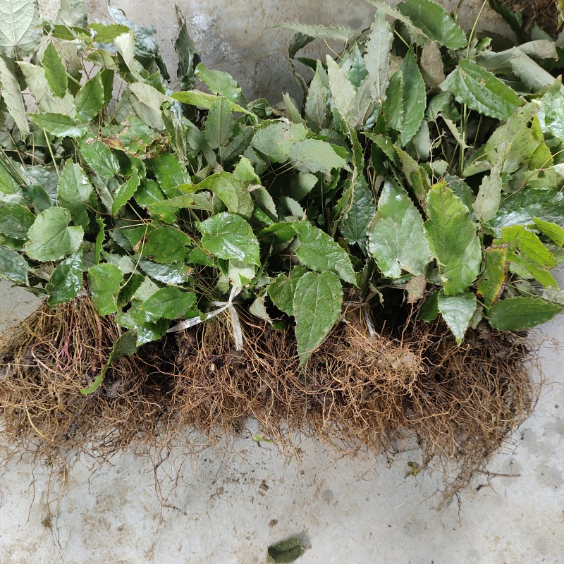 淫羊藿苗柔毛淫羊藿种苗优质柔毛品种甘肃陇南产地直发