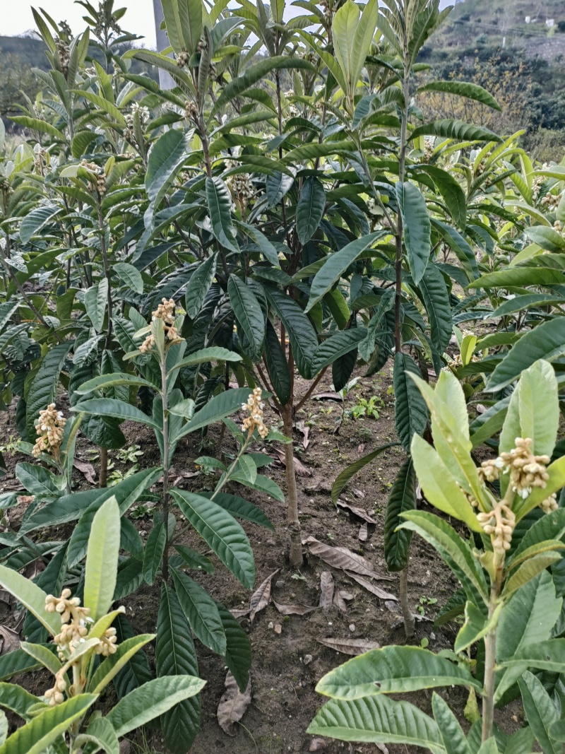 新品种枇杷021蜂糖枇杷，大枇杷，黄皮白肉蜂糖味道.。
