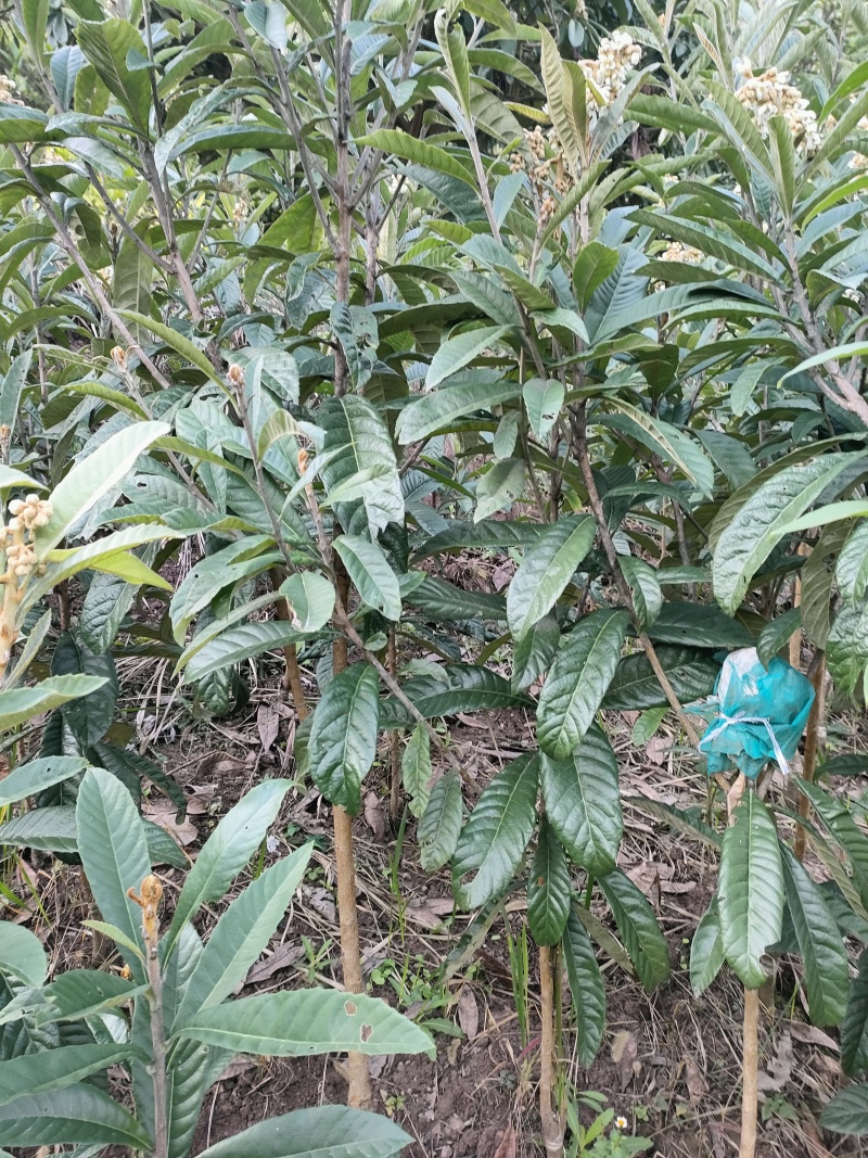 新品种枇杷021蜂糖枇杷，大枇杷，黄皮白肉蜂糖味道.。