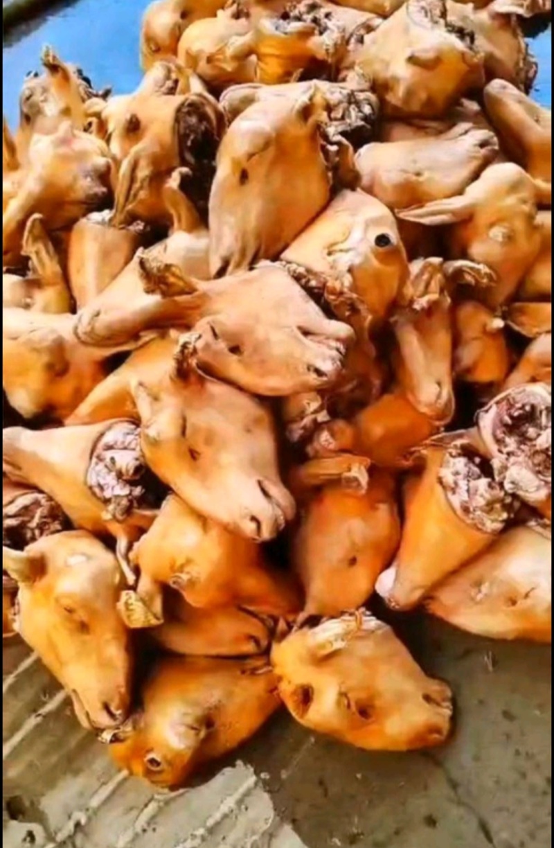 羊蹄
