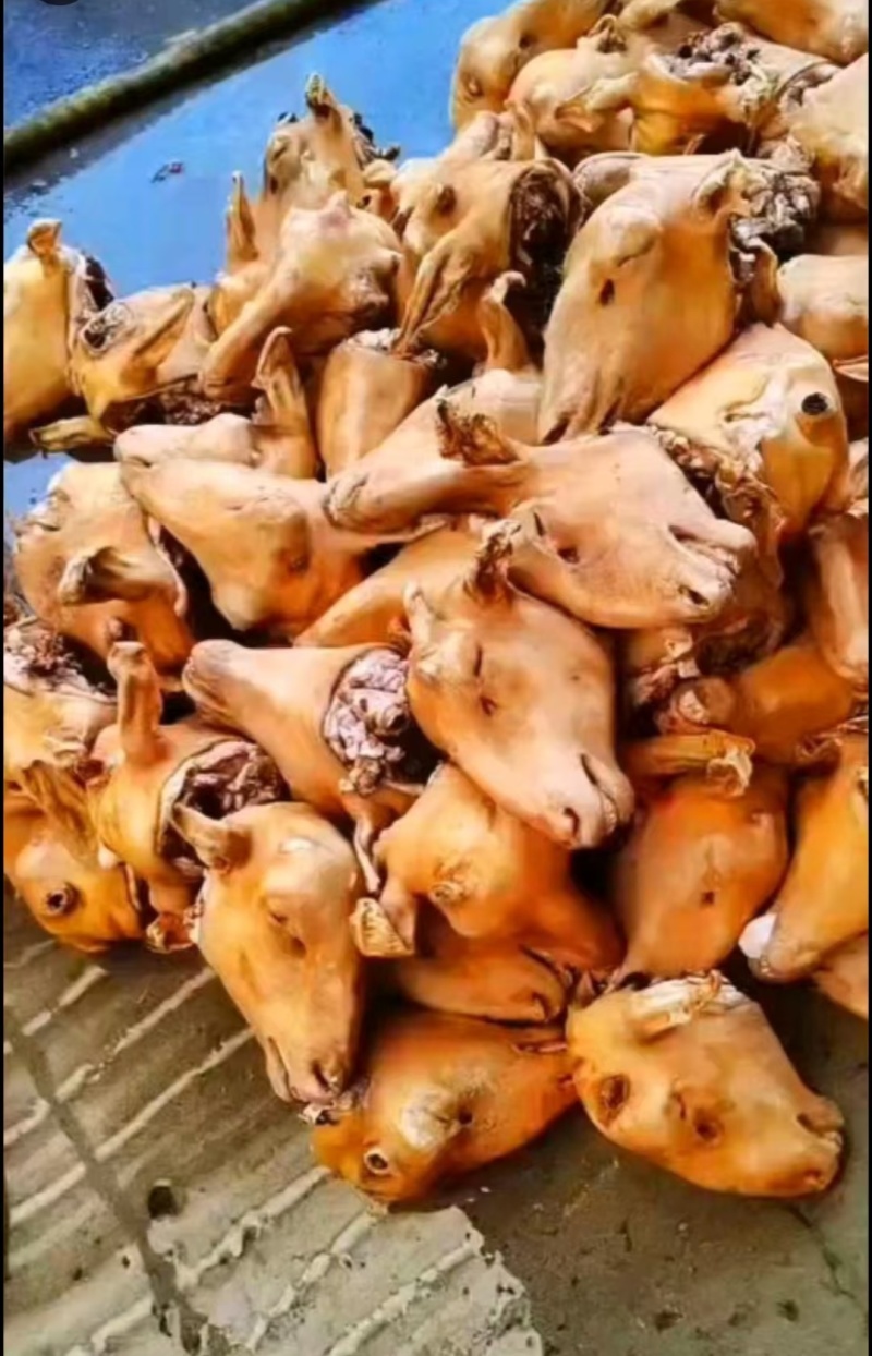 羊蹄