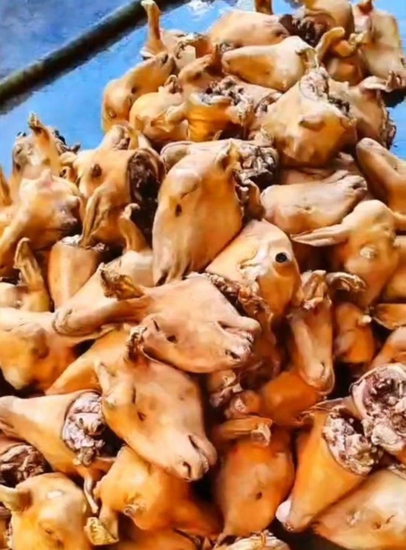 羊蹄