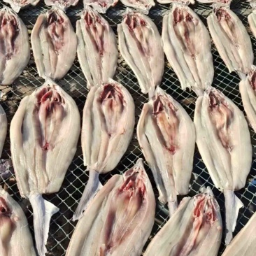 鲨鱼干