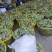 海南贵妃芒，台农，象牙苹果芒，多种品种，分别1级2级3级