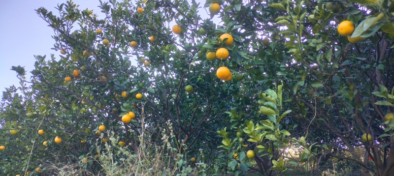 广西黄金桔柚品质保障致电有优惠诚信之上量大从优